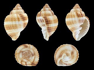 Common nutmeg Species of gastropod