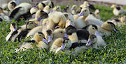 Vignette pour Canard à foie gras du Sud-Ouest