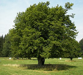 شجرة الشرد القضباني