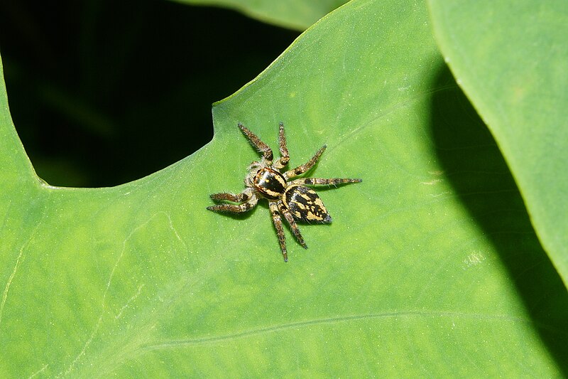 File:Carrhotus viduus (female) 6098.jpg