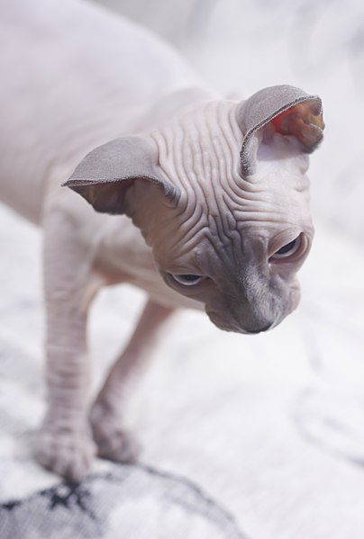 File:Cat - Sphynx. img 034.jpg