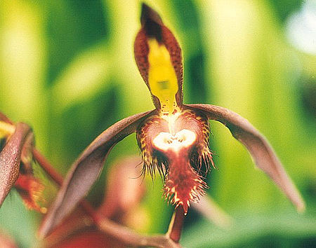 Catasetum-saccatum.jpg