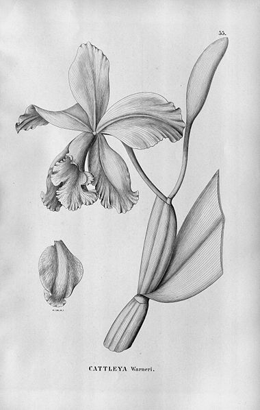 File:Cattleya warneri - Fl.Br.3-5-55.jpg