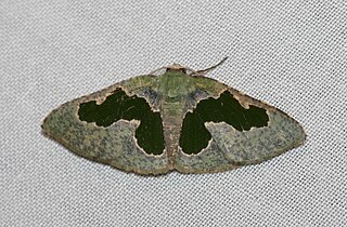 <i>Celenna centraria</i> Species of moth