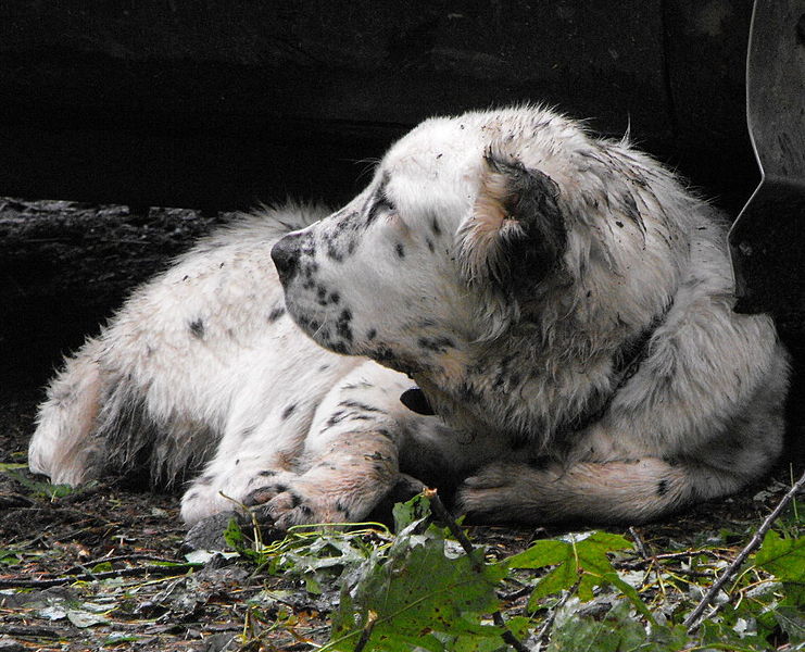 File:Central Asian Shepherd female.jpg