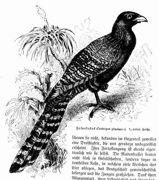 File:Centropus phasianus 1891.jpg