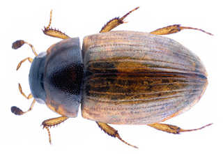 <i>Cercyon quisquilius</i> Species of beetle