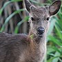 Thumbnail for Kerama deer
