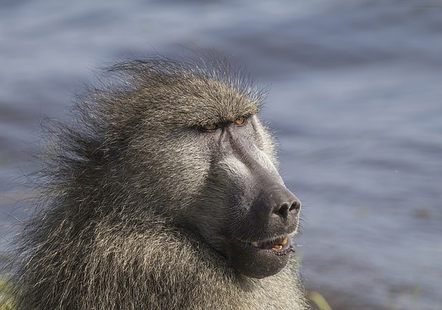 波札那喬貝國家公園的雄性豚尾狒狒。