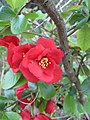 Chaenomeles Nicoline