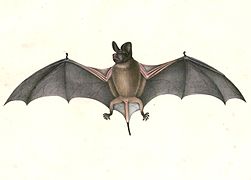 Chaerephon plicatus (Wrinkle-lipped free-tailed bat), drawing