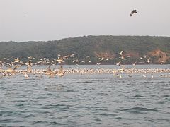 Paseo en barco por Chapora 1.jpg