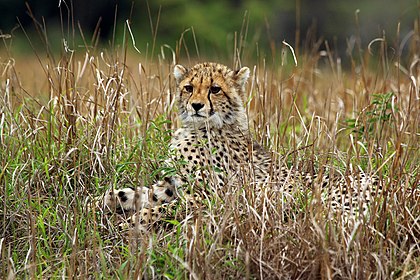 Filhote de guepardo (Acinonyx jubatus) na Reserva Particular de Caça de Phinda, KwaZulu-Natal, África do Sul. Os filhotes ficam escondidos no mato alto enquanto a mãe sai para caçar (definição 5 472 × 3 648)
