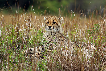 Acinonyx jubatus (Cheetah) cub