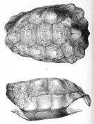 Chelonoidis abingdonii 1896.jpg