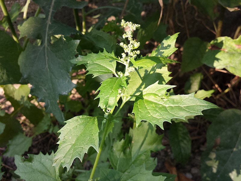 File:Chenopodium murale sl63.jpg