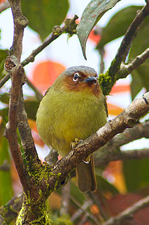 Chestnut-faced babbler Species of bird