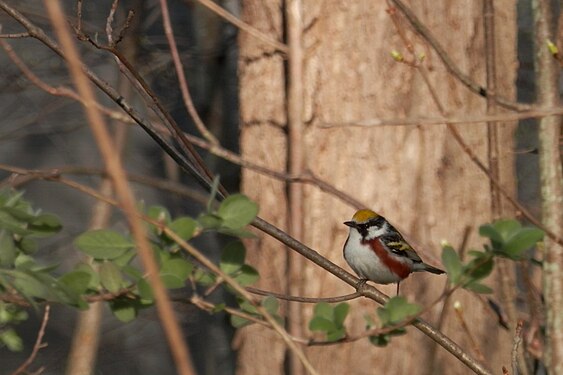 Chestnut-sided Warbler (Setophaga pensylvanica), Male