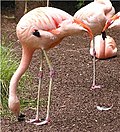 Miniatuur voor Chileense flamingo