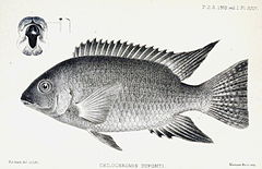 Description de l'image Chilochromis duponti.jpg.