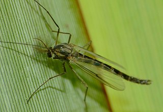 <i>Chironomus zealandicus</i> Species of midge