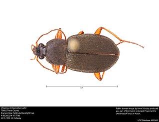 <i>Chlaenius vafer</i> Species of beetle