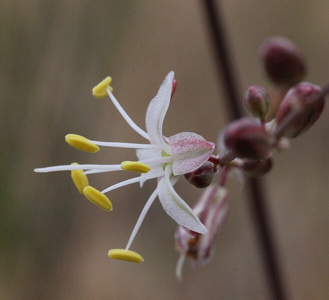 File:Chlorogalum parviflorum 5.jpg