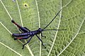 * Nomination Chocó grasshopper (Opaon varicolor) dark morph male --Charlesjsharp 08:19, 11 October 2023 (UTC) * Promotion  Support Good quality. --Virtual-Pano 12:44, 11 October 2023 (UTC)