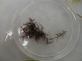 <i>Chondracanthus</i> (alga) Genus of algae