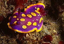 Chromodoris luteorosea (Rapp, 1827) .jpg