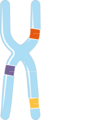 Alleles - Gene variants