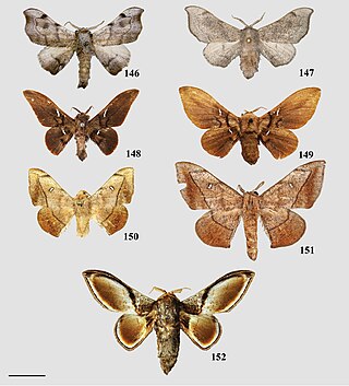 <i>Euphaneta</i> Genus of moths