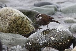 Cinclodes patagonicus Isla Magdalena.jpg