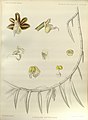 Cleisostoma striatum (as syn. Cleisostoma brevipes) plate 307 in: G.King & R.Pantling: The Orchids of the Sikkim-Himalaya Calcutta (1898)