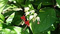 Clerodendrum Thomsoniae Flower.jpg
