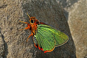 Close wing Basking of Burara vasutana (Moore, 1866) – Green Awlet WLB DSC 9361.jpg