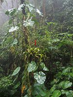 Bosque nuboso panamá 2.jpg