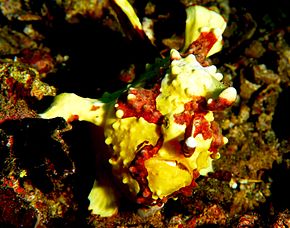 Opis zdjęcia Clown frogfish.jpg.