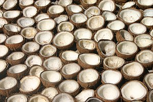 Image result for coconut