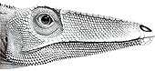 Life restoration of a "Syntarsus" (now Coelophysis) rhodesiensis face Coelophysis rhodesiensis.JPG