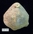 Coenothyris oweni from the Middle Triassic (Anisian) lower Saharonim Formation, Har Gevanim, southern Israel.