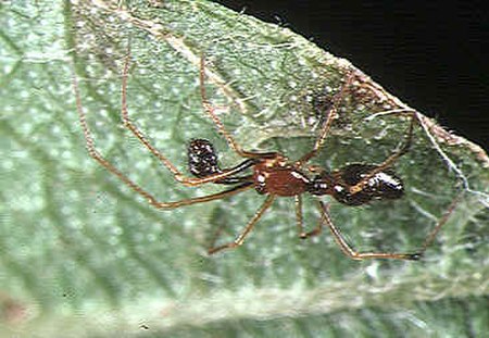 Coleosoma blandum