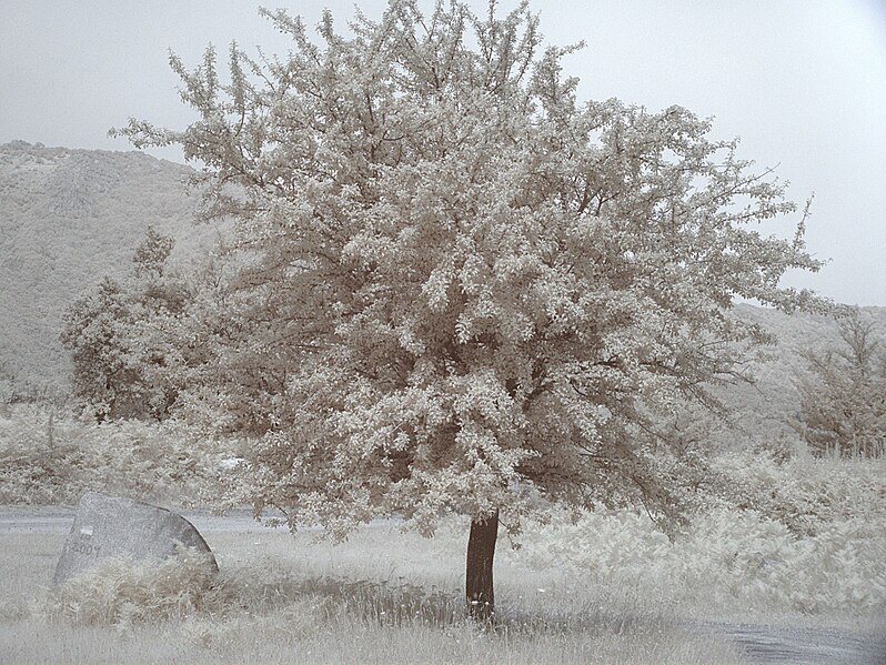 File:Coll Manrella 2011 017 IR.jpg