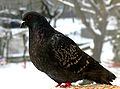 Columba livia (Rock Pigeon).jpg