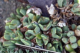 Conophytum frutescens