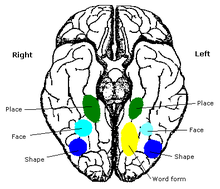 Constudproc - inferior view.png