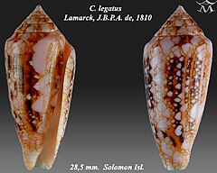 Description de l'image Conus legatus 1.jpg.
