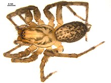 Coras lamellosus.JPG