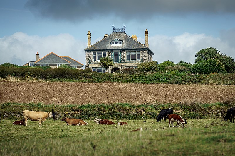 File:Cornwall Cows (231897789).jpeg