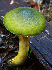 Cortinarius austrovenetus